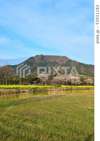 上堰潟公園から角田山を望む（新潟県） 55031183