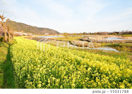 春の上堰潟公園（新潟県） 55031788
