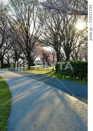 春の上堰潟公園（新潟県） 55031795