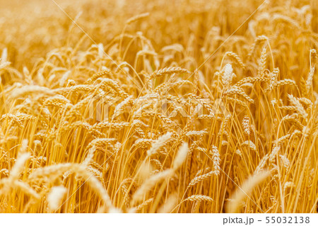 background of ripening ears of yellow wheat field. Close up nature photo Idea of a rich harvest background of ripening ears of yellow wheat field. Close up nature photo Idea of a rich harvest 55032138