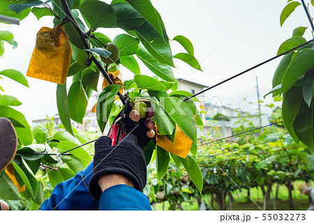 宮城利府梨の袋掛け作業と摘果 55032273