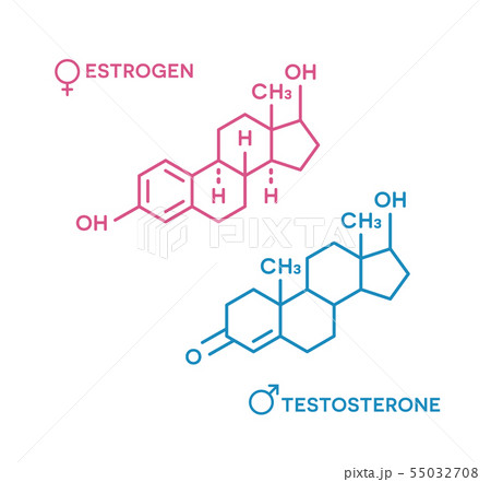 Estrogen and testosterone hormones symbol. Sex...のイラスト素材 [55032708] - PIXTA