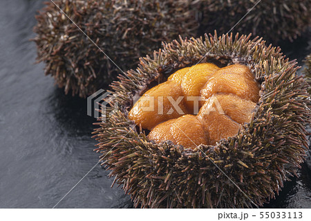 北海道の美味しい雲丹　 55033113