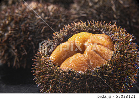 北海道の美味しい雲丹　 55033121