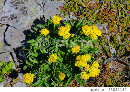 タカネオミナエシ_高根ヶ原 55033183