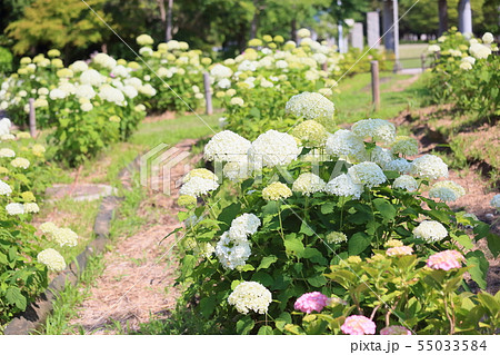 アナベルの花 55033584