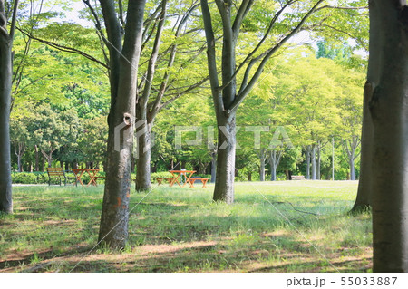 夏の公園 夏の公園 55033887
