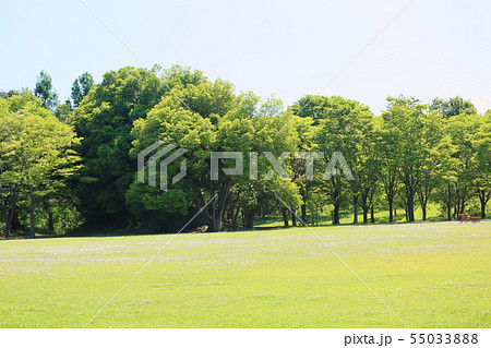 夏の公園 55033888
