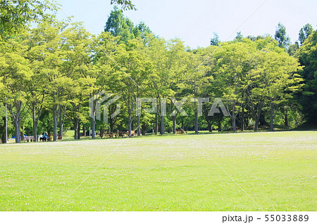 夏の公園 55033889