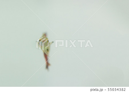 Little fish in fish tank or aquarium, gold fish, 55034382