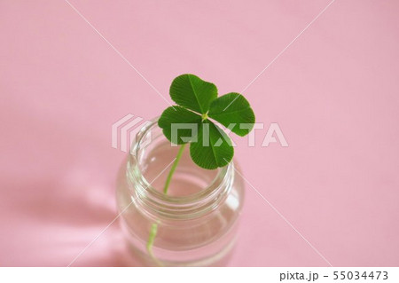 よつ葉　クローバー　みーつけた~　幸運　屋内 55034473