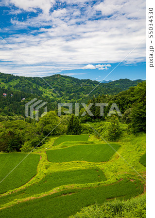 新潟_儀明の棚田・夏 55034530