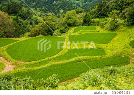 新潟_儀明の棚田・夏 55034532