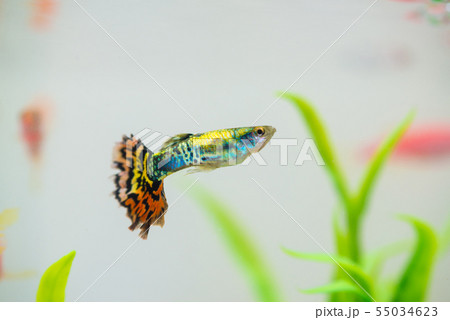 Little fish in fish tank or aquarium, gold fish, Little fish in fish tank or aquarium, gold fish, 55034623