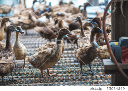 Group of ducks in farm, traditional farming in Group of ducks in farm, traditional farming in 55034849