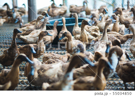 Ducks in farm, traditional farming in Thailand Ducks in farm, traditional farming in Thailand 55034850