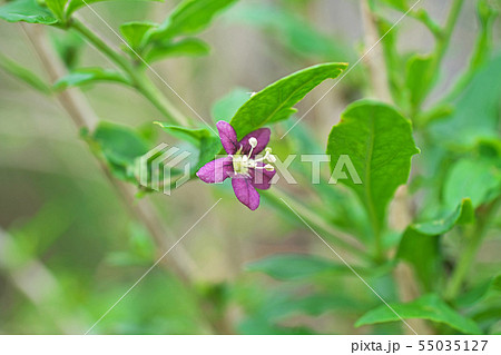 紫色のクコの花 55035127