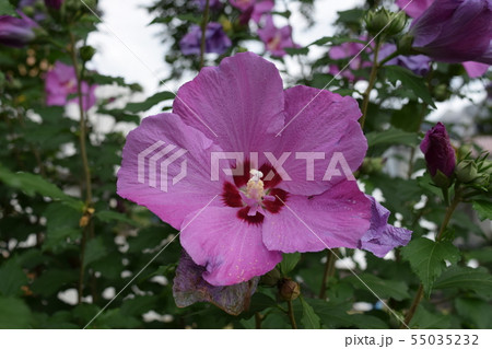 ムクゲ ムクゲ 55035232