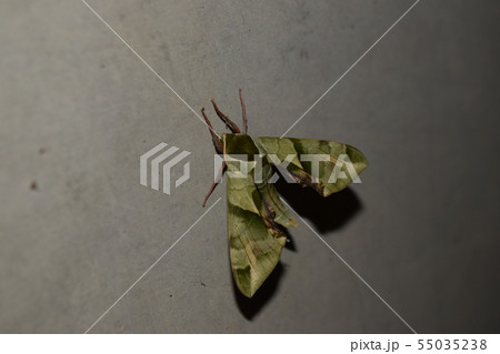 ウンモンスズメ 55035238