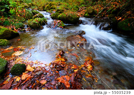 大山 木谷沢　紅葉 55035239