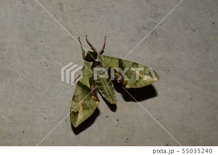 ウンモンスズメ 55035240