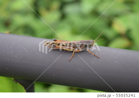 ツチイナゴ 55035241