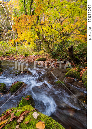 大山 木谷沢　紅葉 55035246