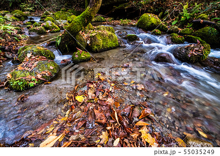 大山 木谷沢　紅葉 55035249