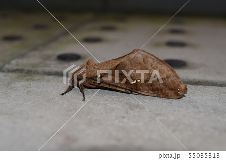 キマダラコウモリ 55035313