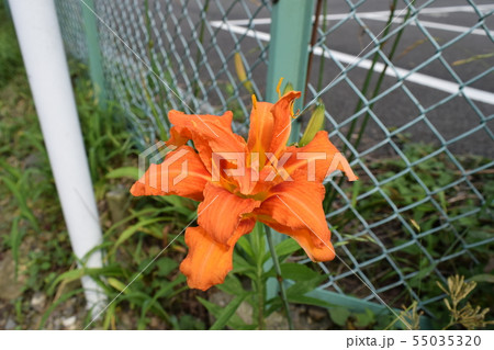 ヤブカンゾウ 55035320