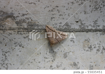 ツマオビアツバ 55035451