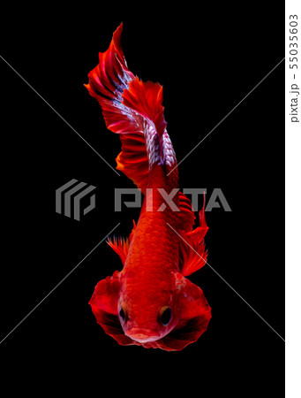 Betta fish red hellboy in the aquarium black blac Betta fish red hellboy in the aquarium black blac 55035603