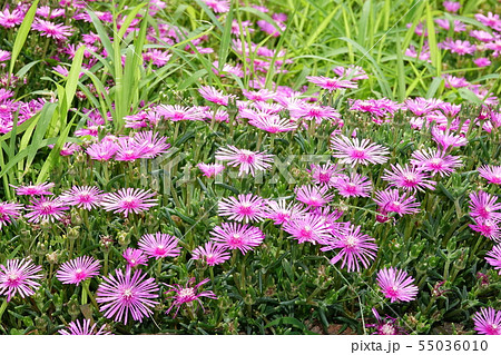 マツバギク (松葉菊) マツバギク (松葉菊) 55036010