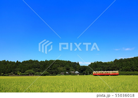 田んぼと小湊鉄道 上総川間駅 55036018
