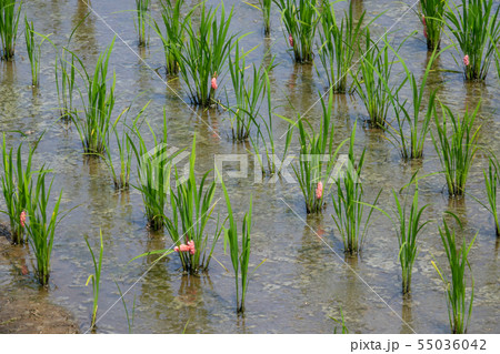 ジャンボタニシ スクミリンゴガイ 卵 ジャンボタニシ スクミリンゴガイ 卵 55036042