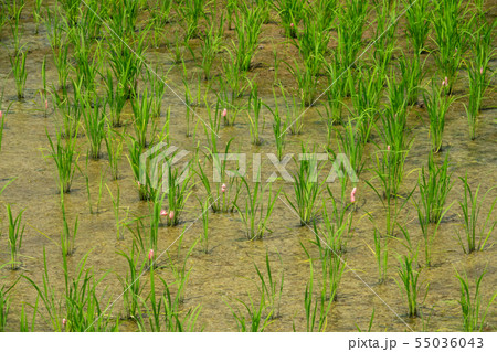 ジャンボタニシ スクミリンゴガイ 卵 ジャンボタニシ スクミリンゴガイ 卵 55036043