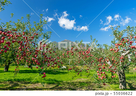 【青森県弘前市りんご】岩木山麓津軽の秋、りんご園は収穫中 【青森県弘前市りんご】岩木山麓津軽の秋、りんご園は収穫中 55036622