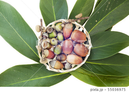 実りの秋 木の実 2 マテバ椎 椎の実を並べてみました の写真素材