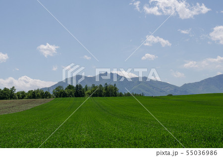 緑の大地 55036986
