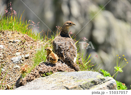 雷鳥の親子 雷鳥の親子 55037057