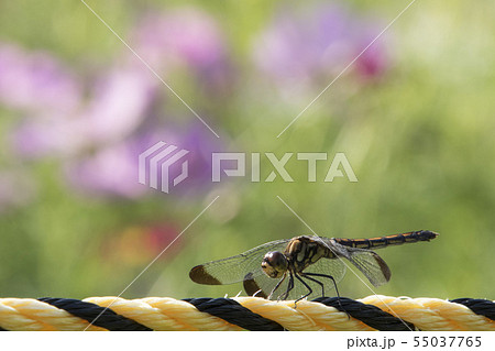 熨斗目蜻蛉とコスモス 55037765