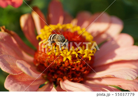 Macro of Caucasian fluffy striped and gray bee 55037779