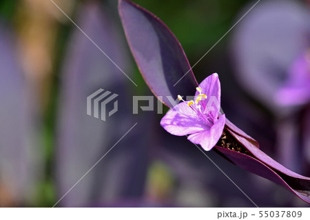 セトクレアセア（紫御殿） 55037809