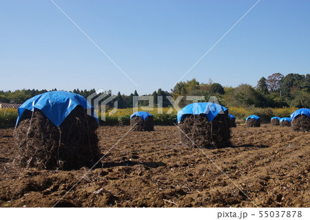 落花生畑 55037878