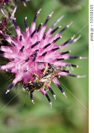 Macro gray-black and fluffy Caucasian striped bee 55038105