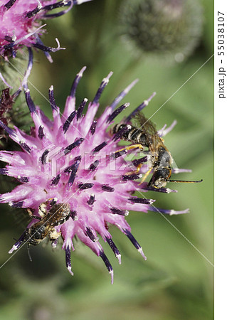 Macro of two gray-black and fluffy Caucasian bee Macro of two gray-black and fluffy Caucasian bee 55038107