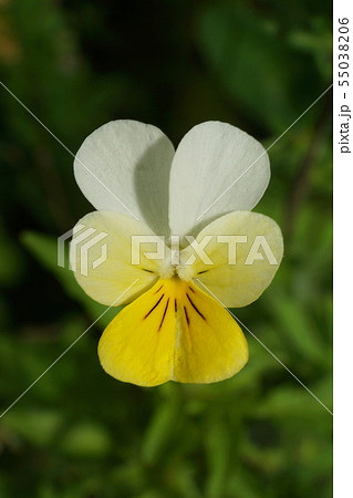 Macro form of yellow-white multi-colored flower Macro form of yellow-white multi-colored flower 55038206