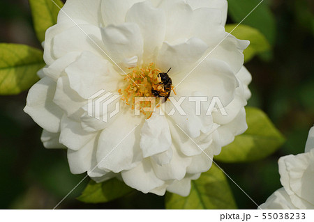 Macro of Caucasian striped bee Andrena 55038233