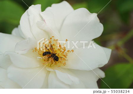 Macro view of Caucasian striped bee Andrena Macro view of Caucasian striped bee Andrena 55038234