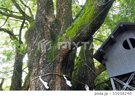 和歌山県　藤白神社 55038240